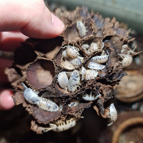 Cloporte pour terrarium : Porcellio laevis 