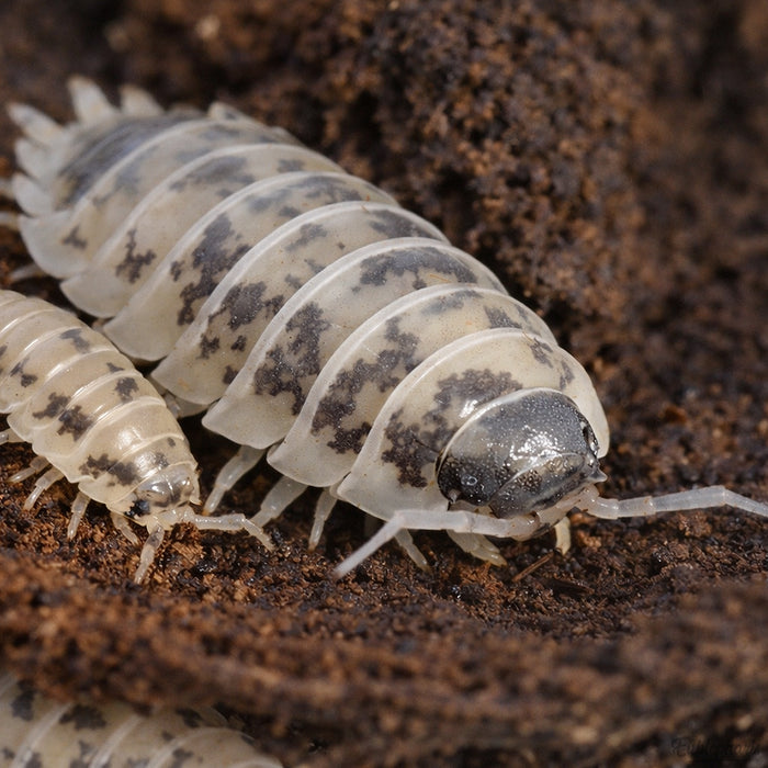 Cloporte pour terrarium : Porcellio laevis 
