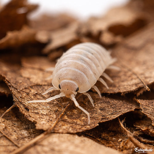 Cloporte pour terrarium : Porcellio laevis 