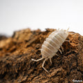 Cloporte pour terrarium : Porcellio laevis 