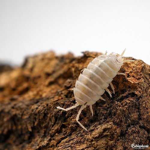 Cloporte pour terrarium : Porcellio laevis 