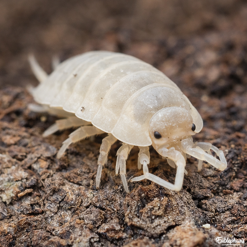 Cloporte pour terrarium : Porcellio laevis 