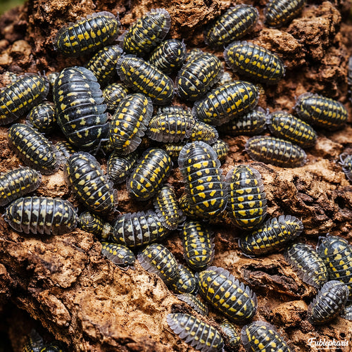 Cloporte pour terrarium : Armadillidium gestroi - Boîte de 10 Individus
