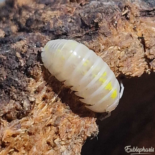 Cloporte pour terrarium : Armadillidium vulgare Magic potion - Boîte de 10 Individus