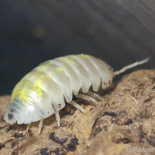 Cloporte pour terrarium : Armadillidium vulgare Magic potion - Boîte de 10 Individus
