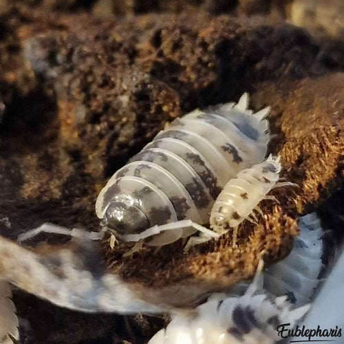 Cloporte pour terrarium : Porcellio laevis 