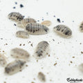 [TARIF PRO]  Cloporte Porcellio laevis 