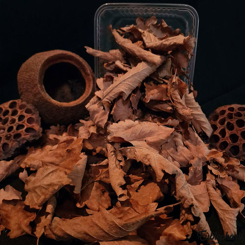 Substrat Naturell pour Terrarium : Feuilles de Chêne Naturelle 1L - Eublepharis