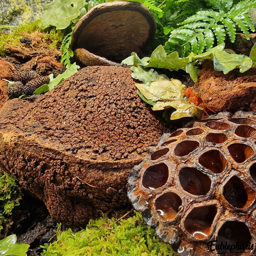 Décoration Naturelle pour Terrarium, Aquarium, Rongeur et Oiseau : Gousse de Lotus XL - Eublepharis