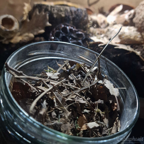 [PRECOMMANDE] Kit Complet : Terrarium pour Cloportes, Prêt à l’emploi – Eublepharis