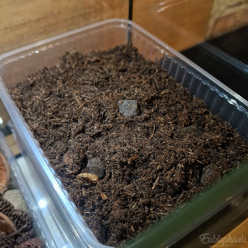 [PRECOMMANDE] Kit Complet : Terrarium pour Cloportes, Prêt à l’emploi – Eublepharis