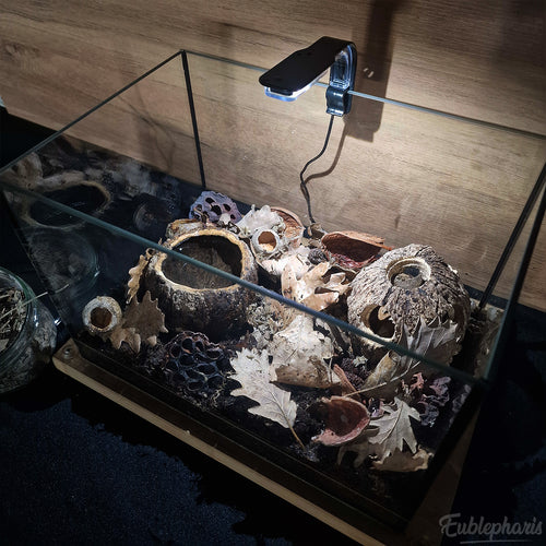 [PRECOMMANDE] Kit Complet : Terrarium pour Cloportes, Prêt à l’emploi – Eublepharis