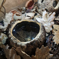 [PRECOMMANDE] Kit Complet : Terrarium pour Cloportes, Prêt à l’emploi – Eublepharis