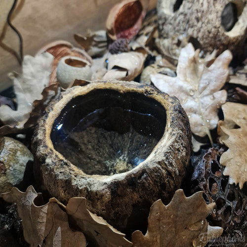 [PRECOMMANDE] Kit Complet : Terrarium pour Cloportes, Prêt à l’emploi – Eublepharis