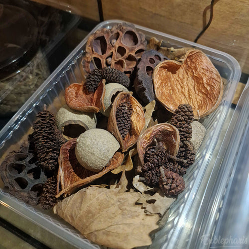 [PRECOMMANDE] Kit Complet : Terrarium pour Cloportes, Prêt à l’emploi – Eublepharis