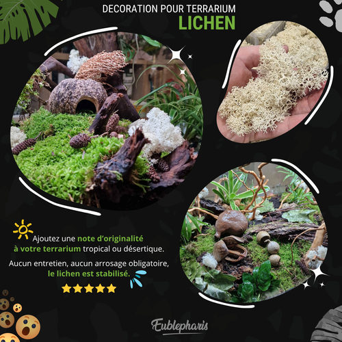 Décoration Naturelle pour Terrarium et Rongeur : Lichen Stabilisé Naturel 1L - Eublepharis