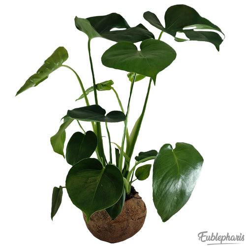 Monstera Deliciosa, Taille +40cm : Plante Tropicale - Séléction Eublepharis