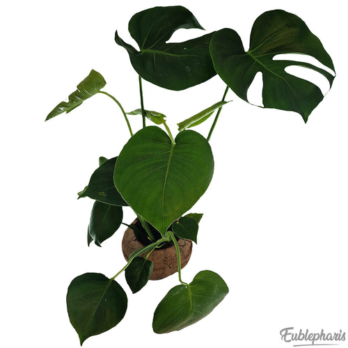 Monstera Deliciosa, Taille +40cm : Plante Tropicale - Séléction Eublepharis