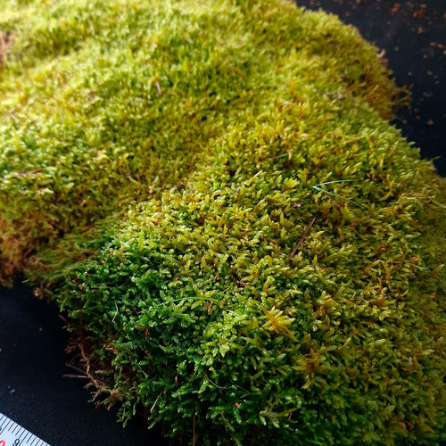 Mousse Naturelle pour Terrarium - Eublepharis