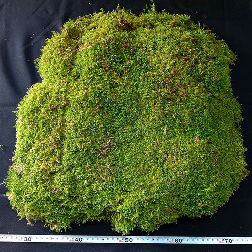 Mousse Naturelle pour Terrarium - Eublepharis