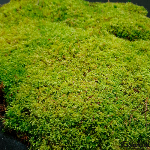 Mousse Naturelle pour Terrarium - Eublepharis
