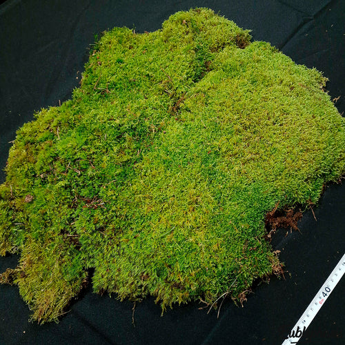 Mousse Naturelle pour Terrarium - Eublepharis
