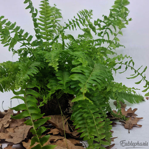 Nephrolepis exaltata, Taille Moyenne : Plante Tropicale - Séléction Eublepharis