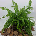 Nephrolepis exaltata, Taille Moyenne : Plante Tropicale - Séléction Eublepharis