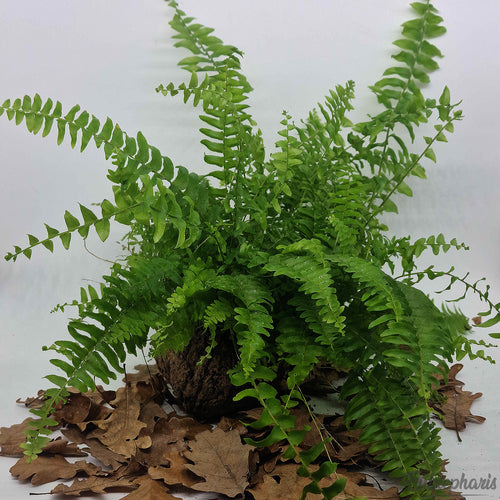 Nephrolepis exaltata, Taille Moyenne : Plante Tropicale - Séléction Eublepharis