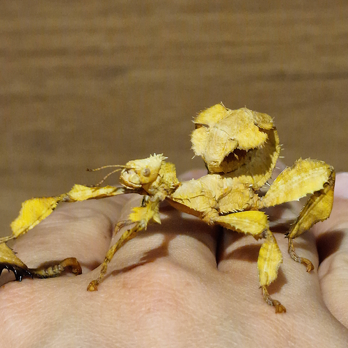 Phasme Scorpion : Extatosoma tiaratum - Boite de 6 Phasmes Moyens