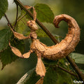Phasme Scorpion : Extatosoma tiaratum, Boite de 6 Phasmes - Elevage Eublepharis