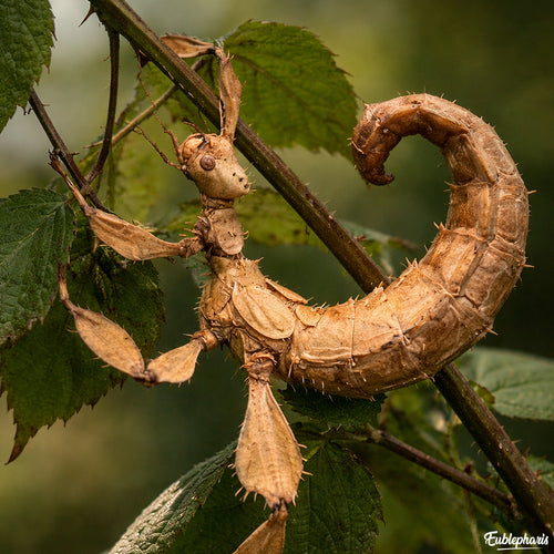 Phasme Scorpion : Extatosoma tiaratum - Boite de 6 Phasmes Moyens