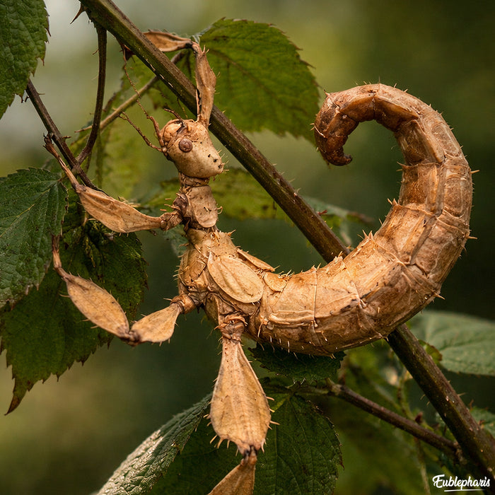 Phasme Scorpion : Extatosoma tiaratum, Boite de 6 Phasmes - Elevage Eublepharis