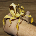 Phasme Scorpion : Extatosoma tiaratum, Boite de 6 Phasmes - Elevage Eublepharis