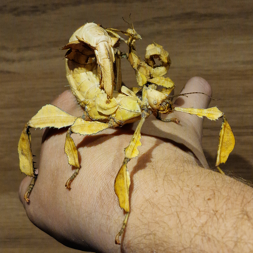 Phasme Scorpion : Extatosoma tiaratum - Boite de 6 Phasmes Moyens