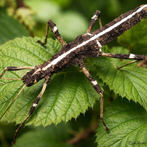 Phasme de Sungay : Sungaya inexpectata - Boite de 6 ou 12 Phasmes