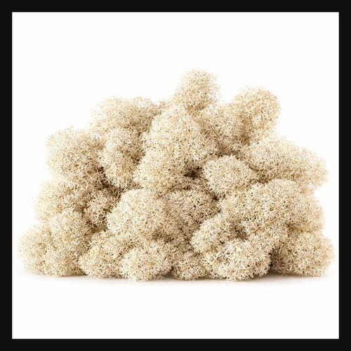 Décoration Naturelle pour Terrarium et Rongeur : Lichen Stabilisé Naturel 1L - Eublepharis