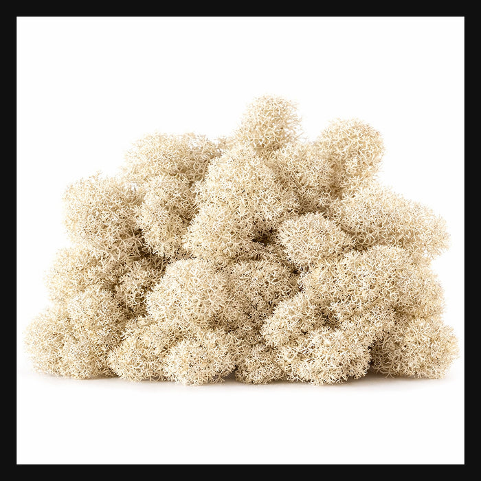 Décoration Naturelle pour Terrarium et Rongeur : Lichen Stabilisé Naturel 1L - Eublepharis