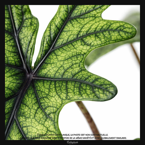 Alocasia Jacklyn, Taille 10cm : Plante Tropicale - Eublepharis