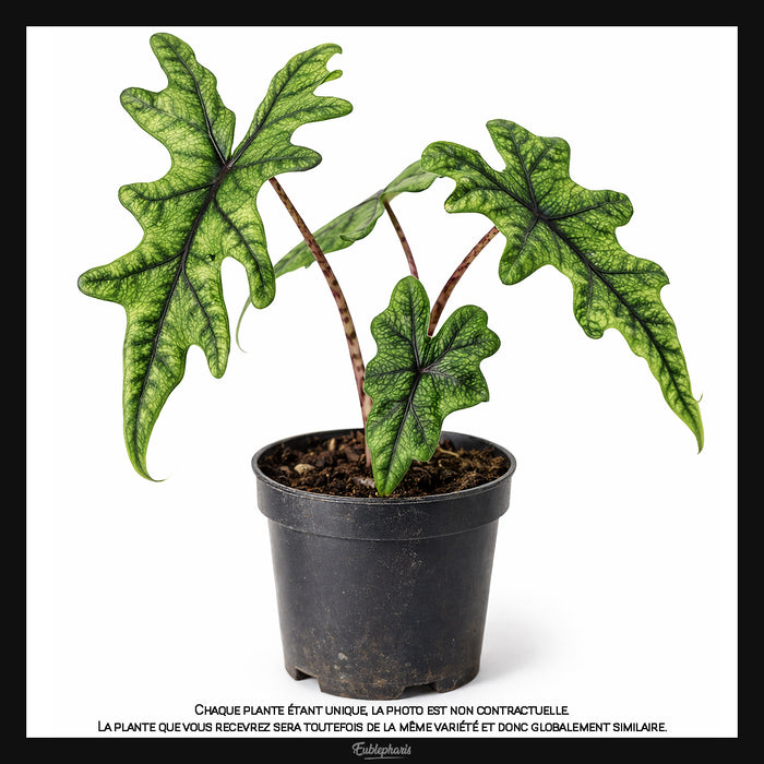 Alocasia Jacklyn, Taille 10cm : Plante Tropicale - Eublepharis
