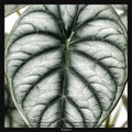 Alocasia Silver Dragon, Taille 15/20cm : Plante Tropicale - Eublepharis