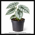 Alocasia Silver Dragon, Taille 15/20cm : Plante Tropicale - Eublepharis