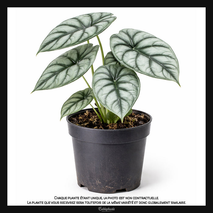 Alocasia Silver Dragon, Taille 15/20cm : Plante Tropicale - Eublepharis