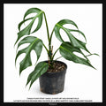 EXCLU : Monstera Burle Marx Flame Taille XL 45/60cm : Plante Tropicale - Eublepharis