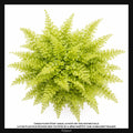 Nephrolepis exaltata Cotton Candy, Taille 7/10cm : Plante Tropicale - Eublepharis