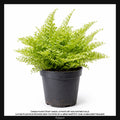 Nephrolepis exaltata Cotton Candy, Taille 7/10cm : Plante Tropicale - Eublepharis