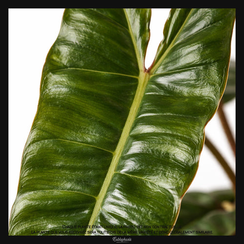 Philodendron billietiae, Taille 25/30cm : Plante Tropicale - Eublepharis