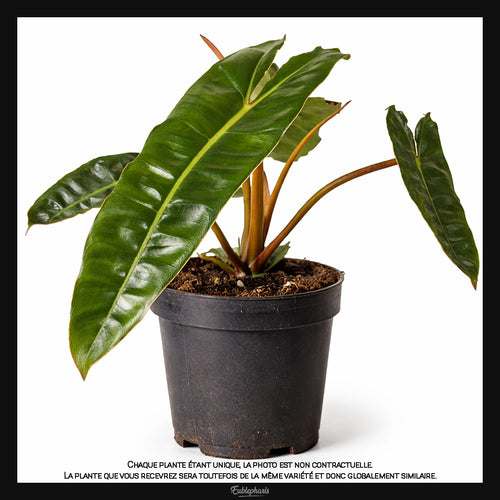 Philodendron billietiae, Taille 25/30cm : Plante Tropicale - Eublepharis