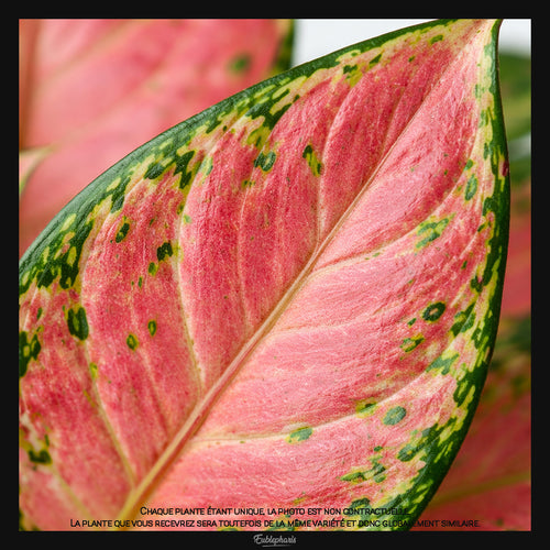Aglaonema Red Zircon, Taille 10cm : Plante Tropicale - Eublepharis