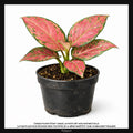 Aglaonema Red Zircon, Taille 10cm : Plante Tropicale - Eublepharis